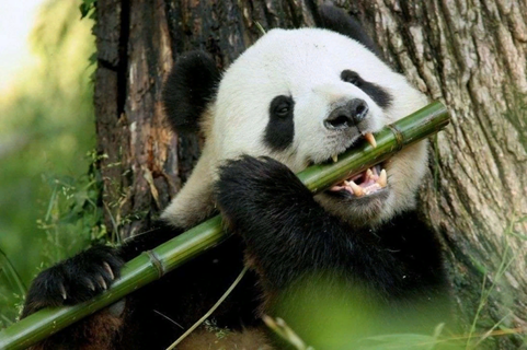 Бамбук – это основная еда для панды. Источник фото: https://agrostory.com
