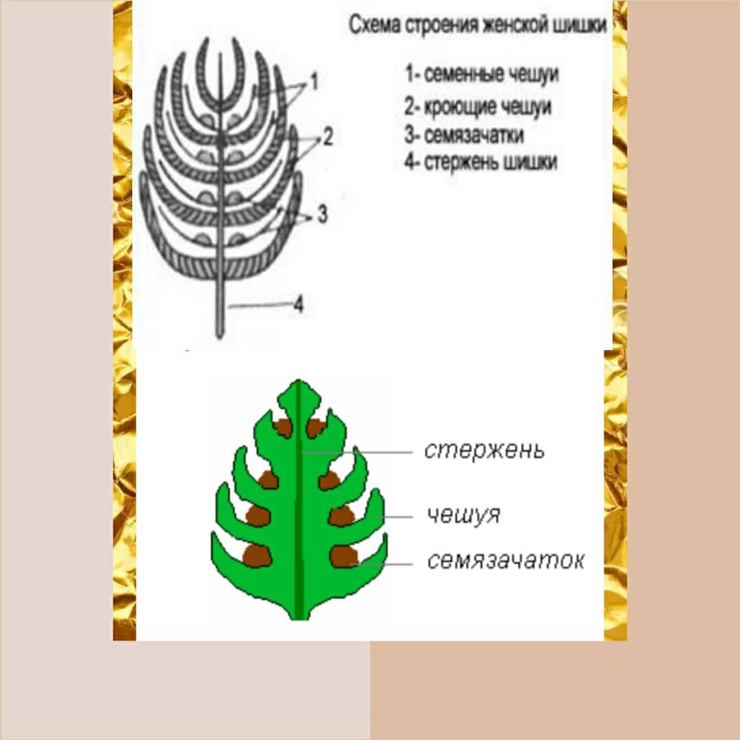 Женская шишка 2 года