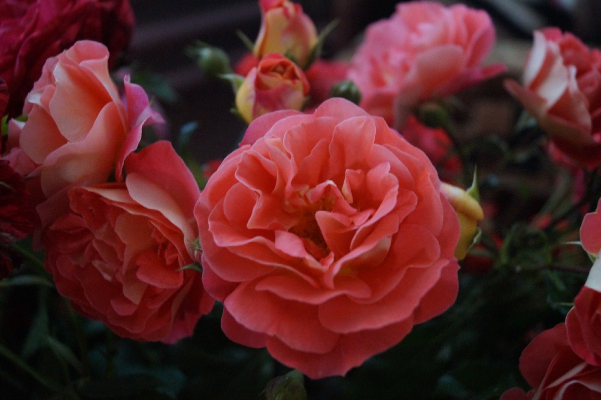 мои красавицы, жемчужины розы