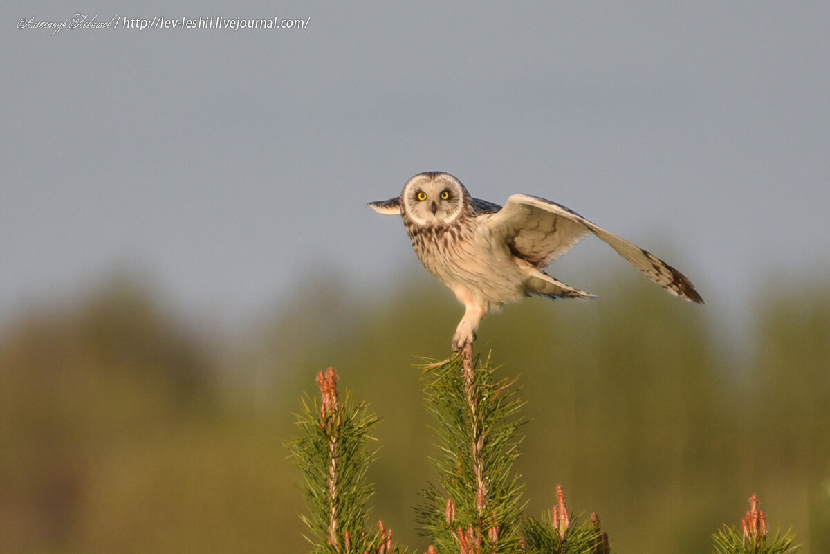  Болотная сова. Фото  А.Левашов