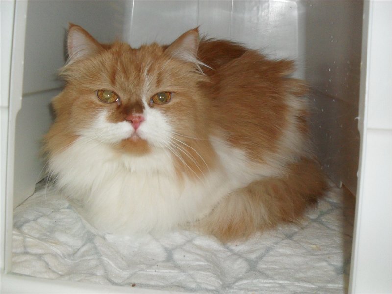 На передержке