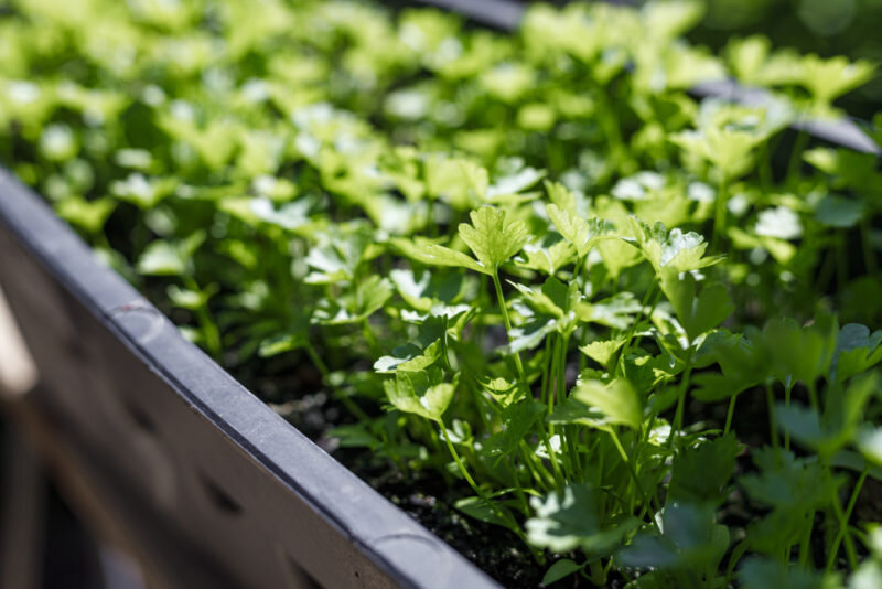 Петрушка. (Фото используется по стандартной лицензии ©ogorodnye-shpargalki.ru)