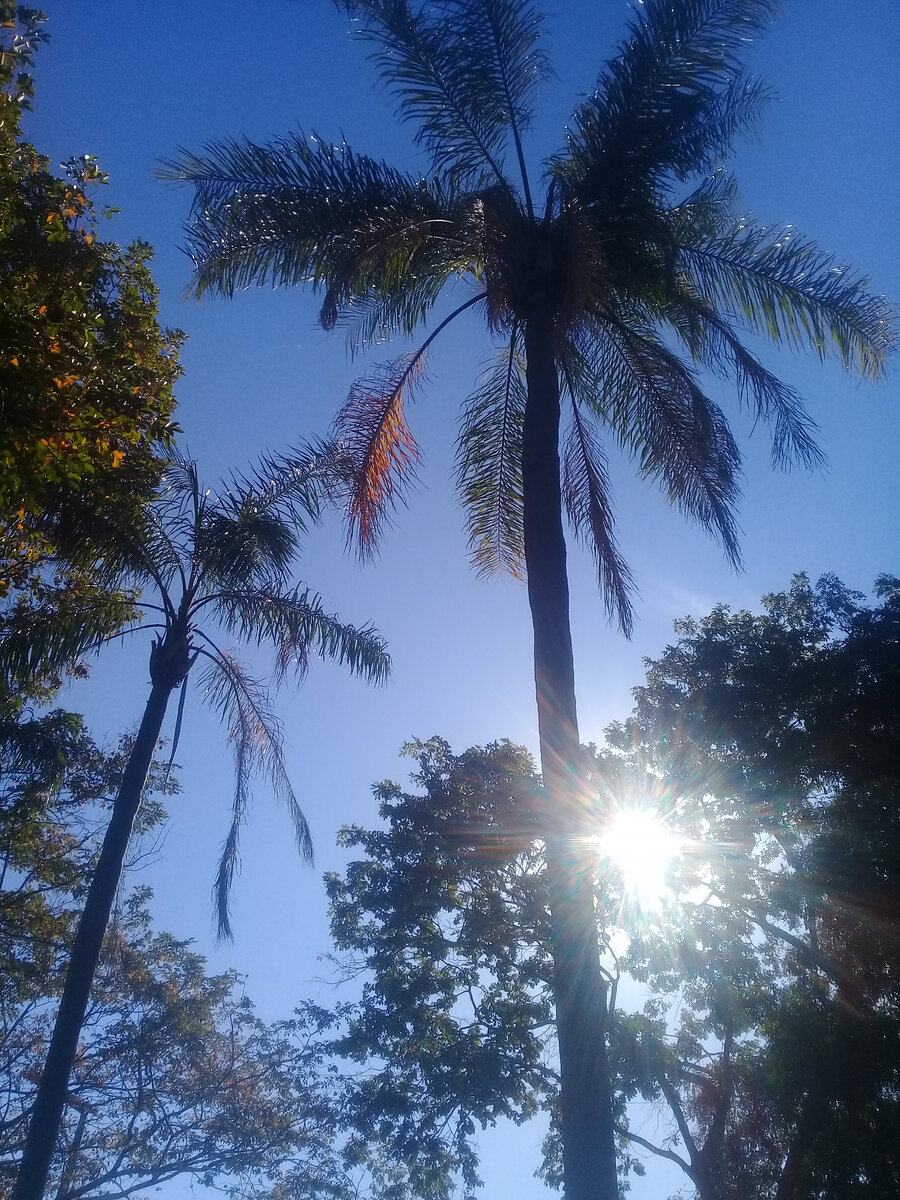 Бразилия. Фото автора.