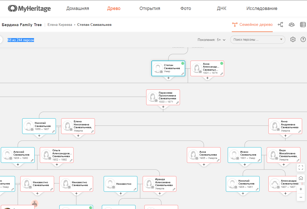 Фрагмент древа и часть Свивальневых