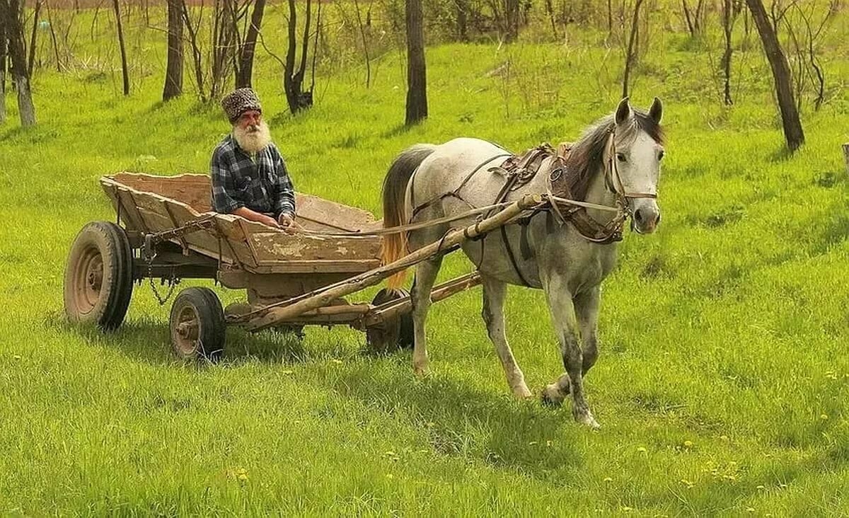 кто везет на том и едут фото