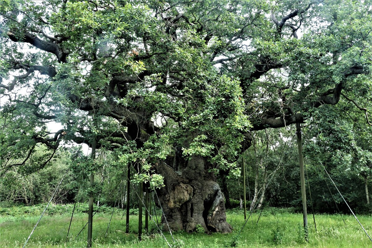 фото:pixabay.com
