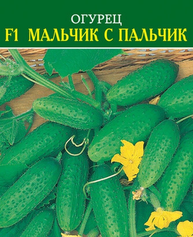 огурец мальчик с пальчик ф1. сорт огурцов мальчик с пальчик. огурец хлопчик f1. огурец мальчик с пальчик f 1 агрофирма манул. огурец корнишон мальчик с пальчик.