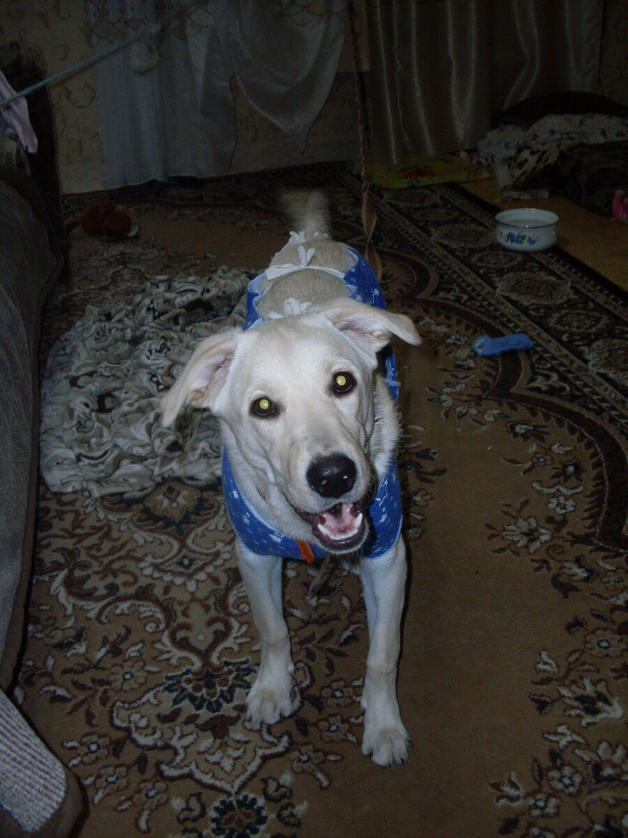 Глория после операции. Фото автора.