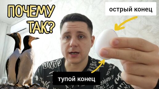 Почему у яйца один конец тупой, а другой — острый. Это не просто так