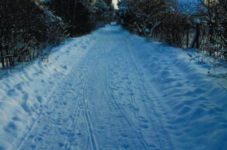 Чистые дороги в нашем саду