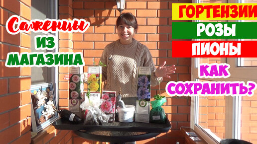 РОЗЫ, ПИОНЫ, ГОРТЕНЗИИ в коробках из магазина! Как сохранить саженцы до весны? Хранить или сажать?