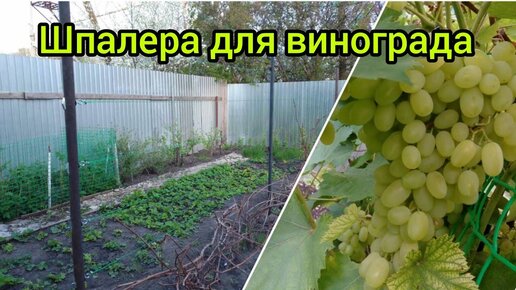 Шпалера для винограда своими руками