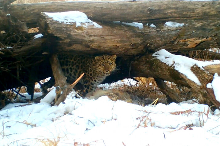 Leo 215F после обеда. Кадр записи фотоловушек национального парка "Земля леопарда"