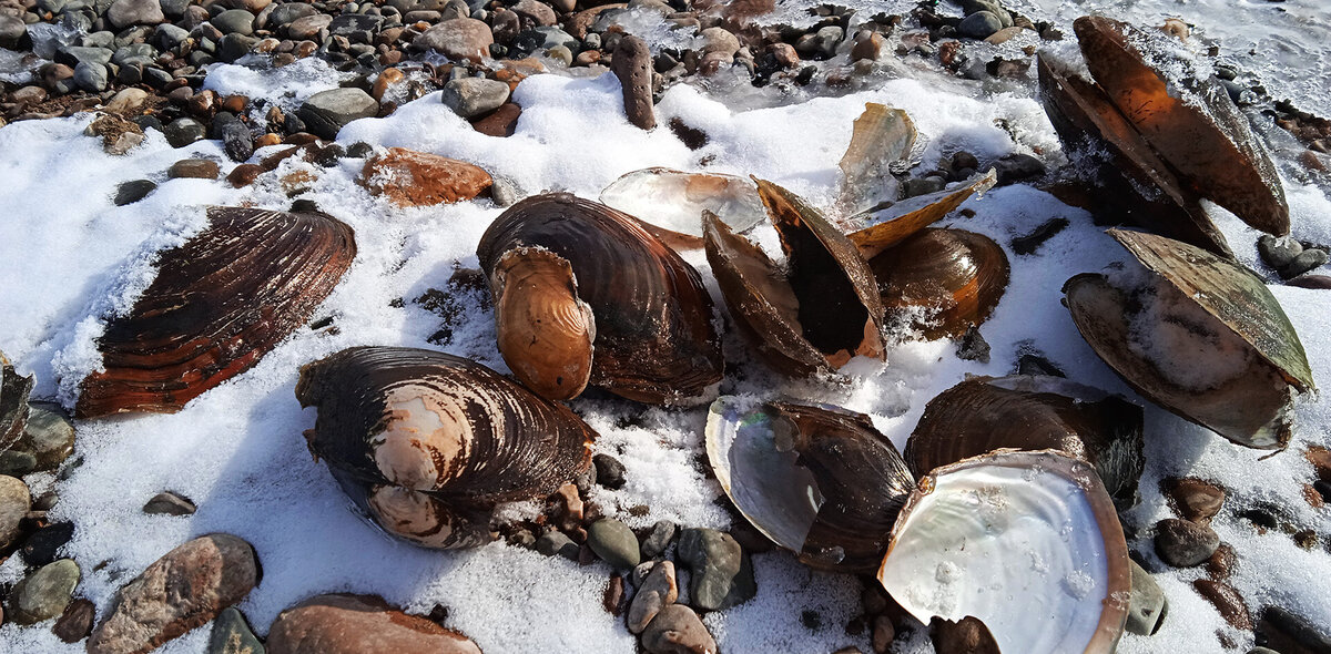 При слове «моллюски» представляются берег тёплого моря и камни, покрытые ракушками.