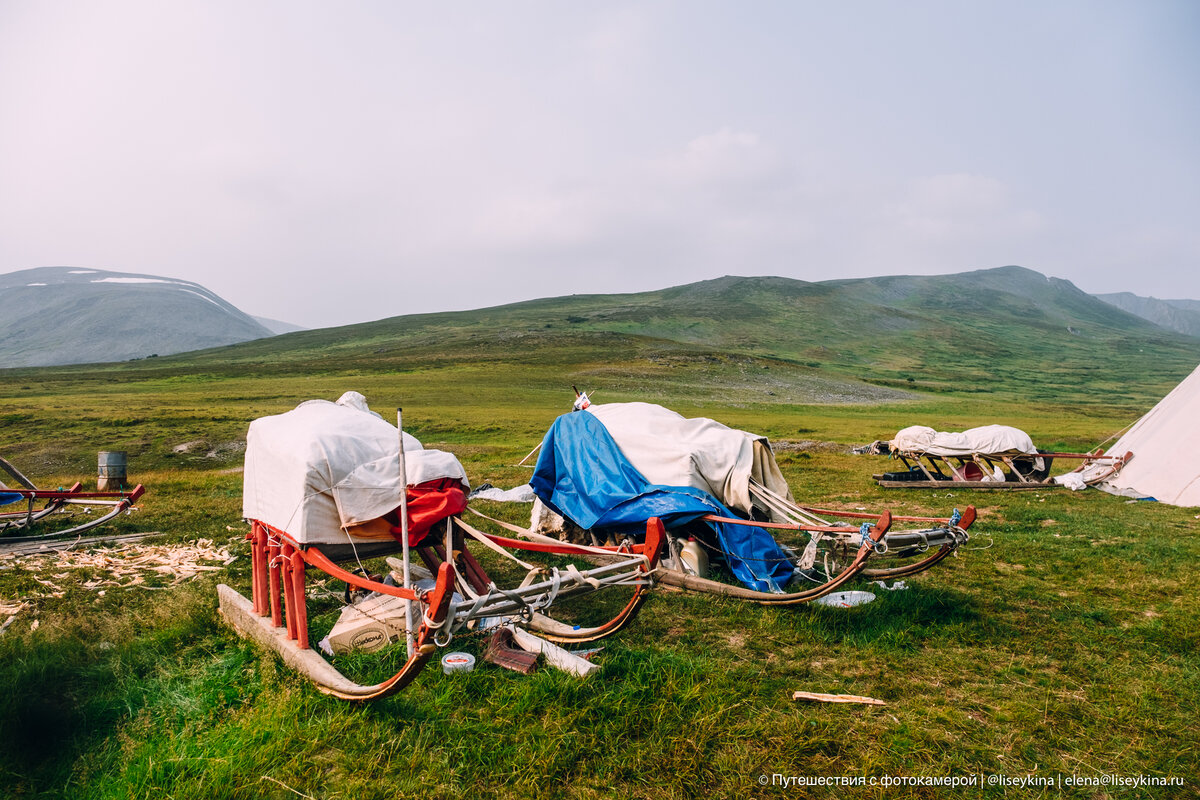 Нарты в стойбище оленеводов летом