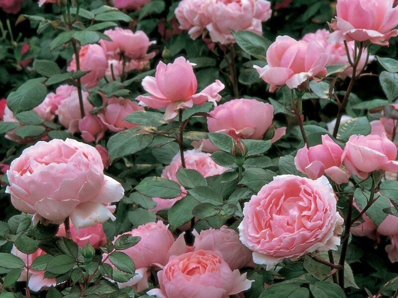 Сорт "Бразе Кадфаэль"