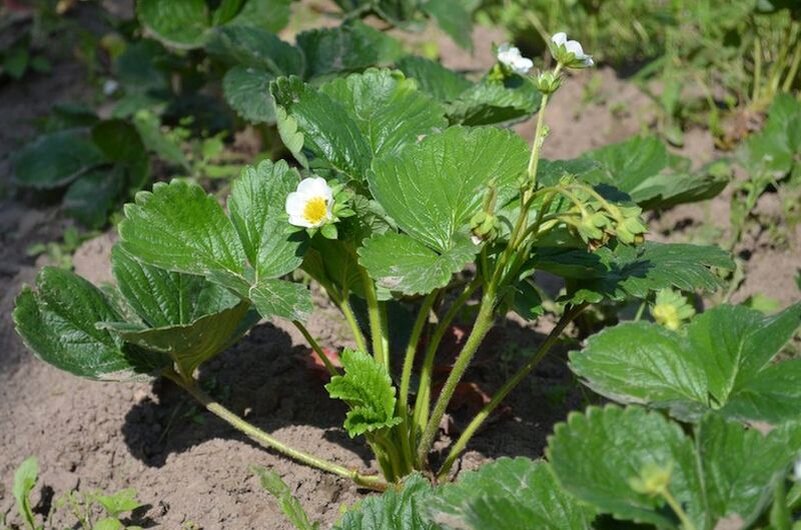 Клубника хорошо прижилась и в год посадки принесла небольшой урожай.