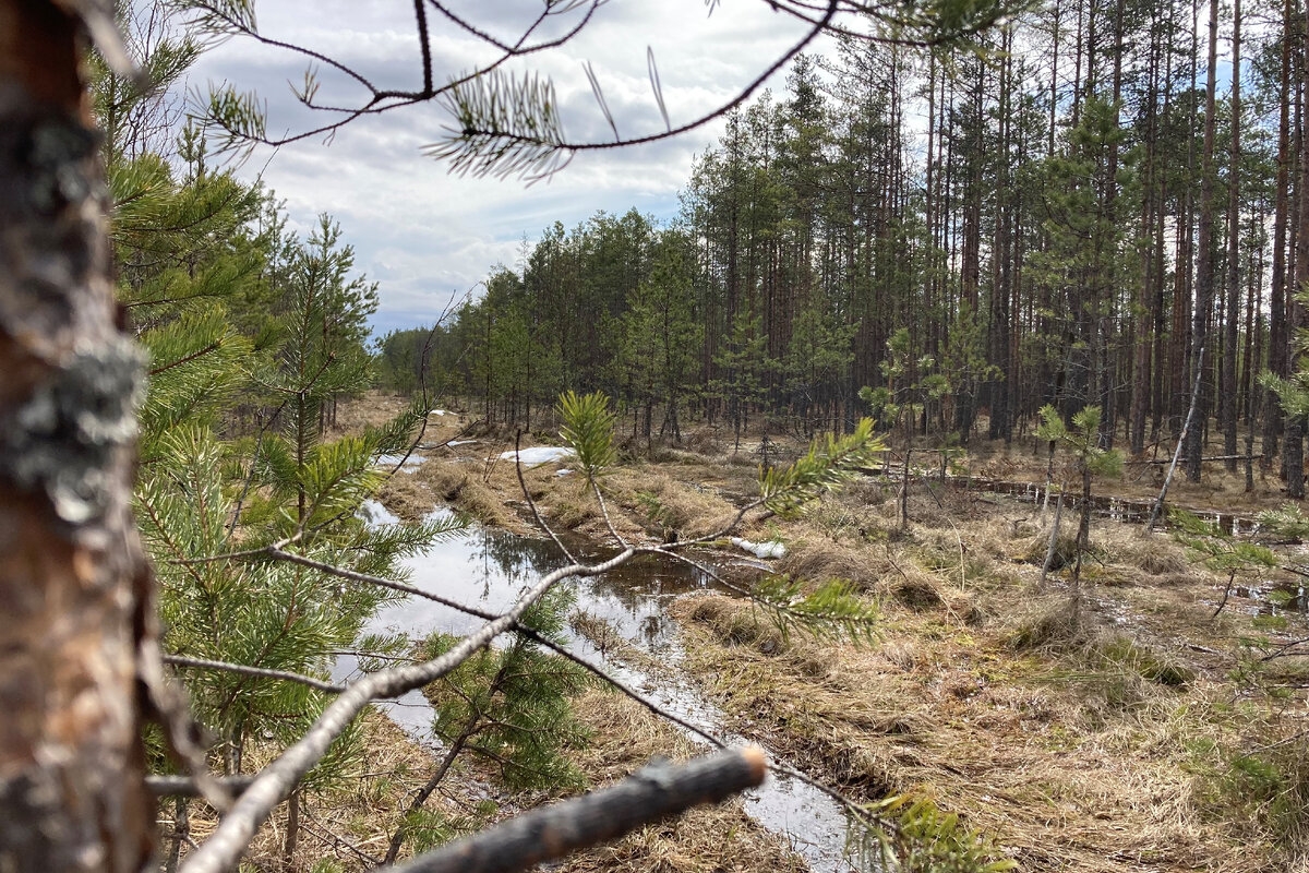 Уходила лесами и болотами. Сибирские болота бурелом. Эвтрофное болото южного прихибинья. Уходила лесами и болотами. В лесном болоте есть холмы.