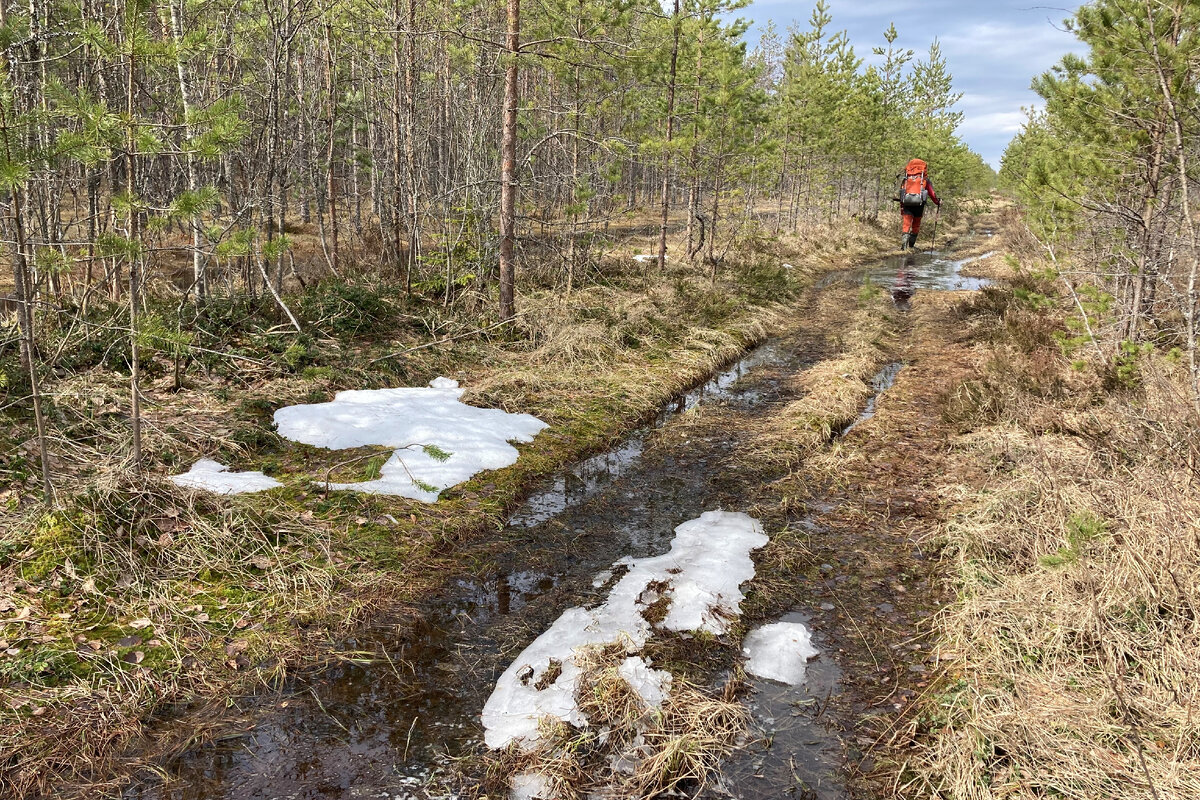 Когалым болота. Природа чаща, болото, лощина. Человек идет по болоту. Болото в лесу. Таменгонтское болото.