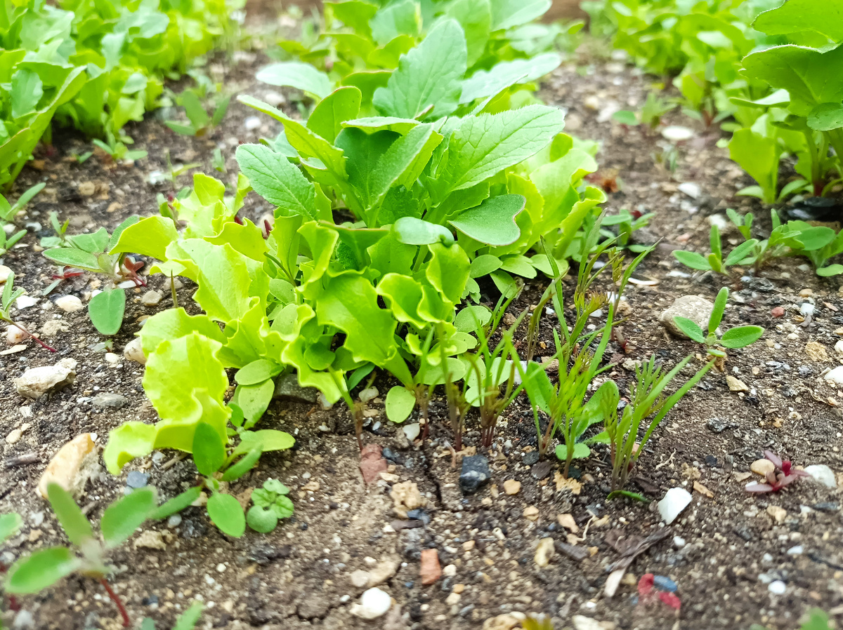 Грядки🌱 Огород 👩‍🌾 Дом 🏡 | 🏡Домик в Крыму& Дневник крымчанки&ПроДомБыт  | Дзен