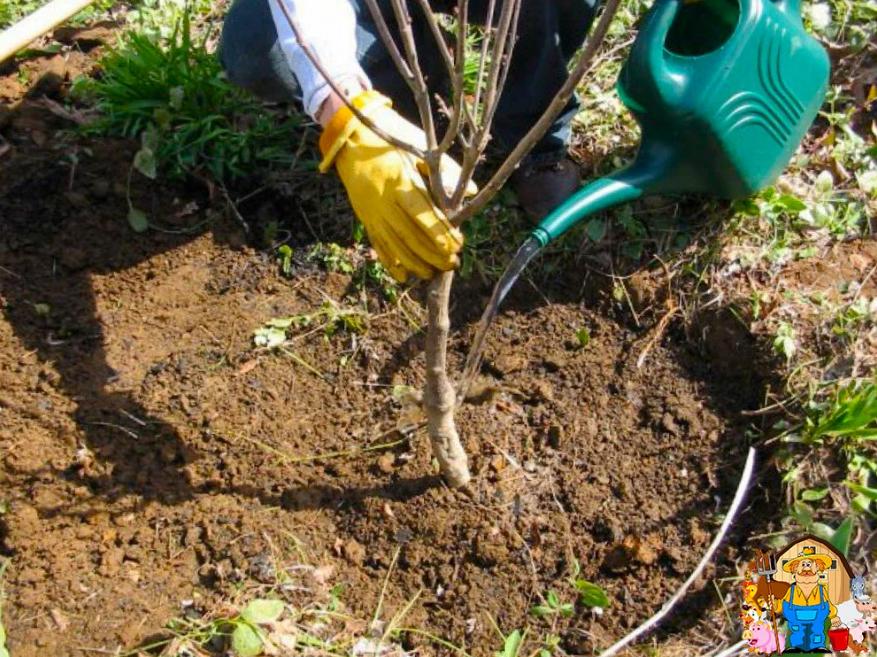 Посадил черемуху