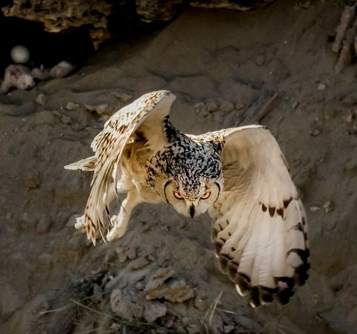 Цель обнаружена. 