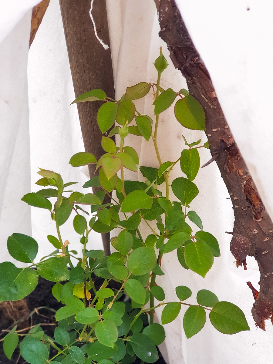 Роза насывается Инглиш-гарден. Английский сад.