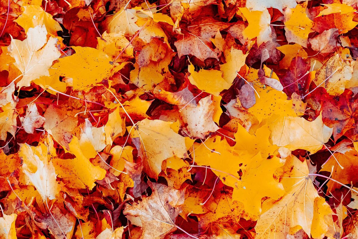 Изображение Schorsch с сайта Pixabay