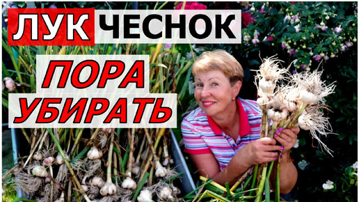 Посадка лука в гребни оправдалась! Отличный урожай. Чеснок с кулак. Плетём луковую косу