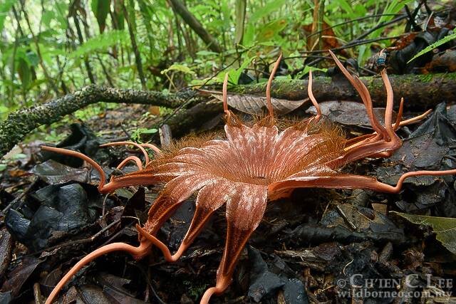         (Rafflesia)    (Rafflesiaceae)     (Malpighiales).-33-4