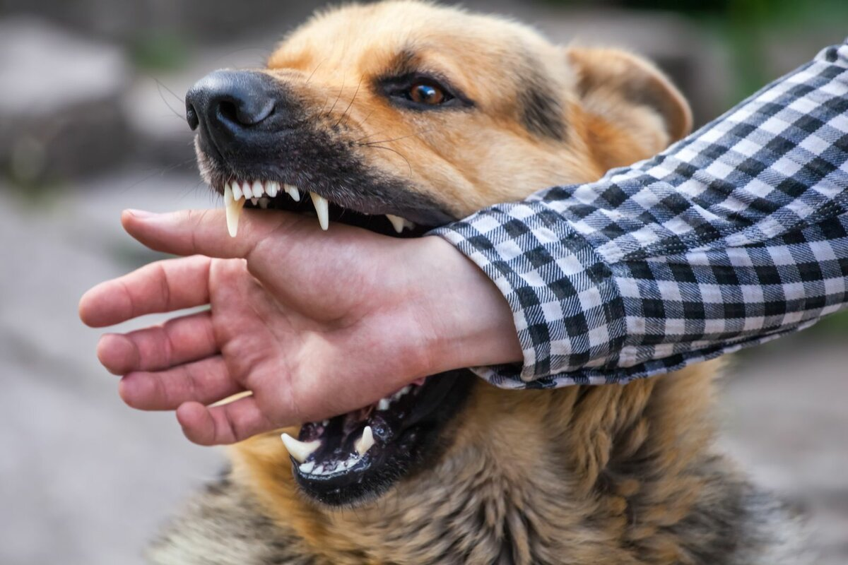 Нужно ли делать прививку от столбняка, если укусила домашняя собака ВетДоктор 24 Киев UA