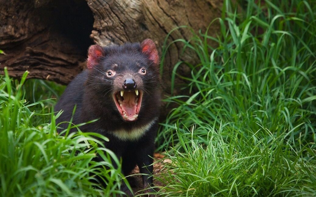 Источник: https://clck.ru/vwqvz