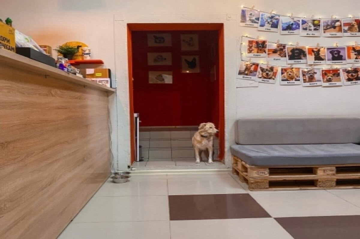    Единственное в Новосибирске пёсокафе Dog House закроют 25 сентября