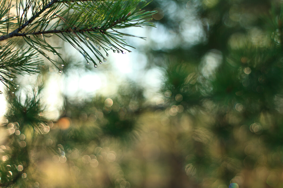 Canon EOS 5D Mark II, 1/200 сек., f/2.2, ISO 200