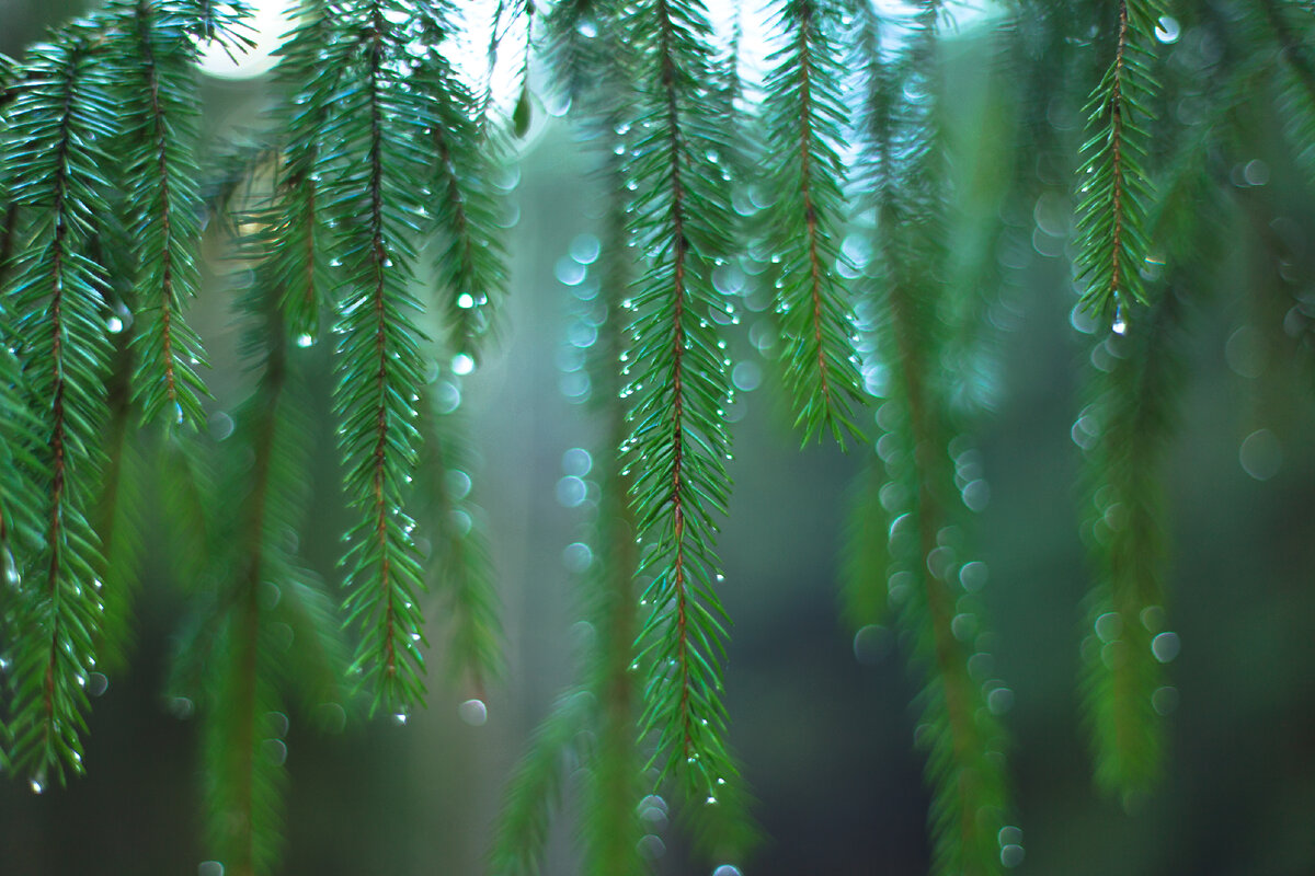 Canon EOS 5D Mark II, 1/60 сек., f/1.4, ISO 200