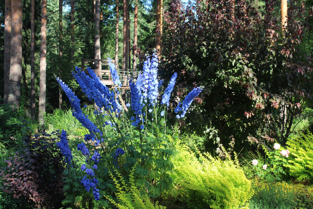 Дельфиниум прожорлив. Чтобы выдавать соцветия по 60 см в сосновом лесу, он требует и навоза и полива. 