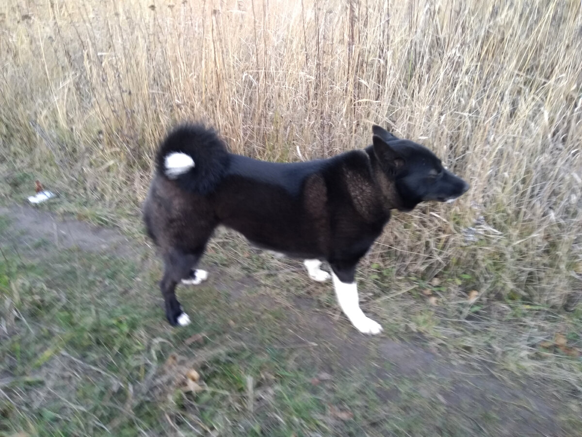 Понаехали, тут - 2. Чабаны пасут овец в лесах Подмосковья | грибной ...