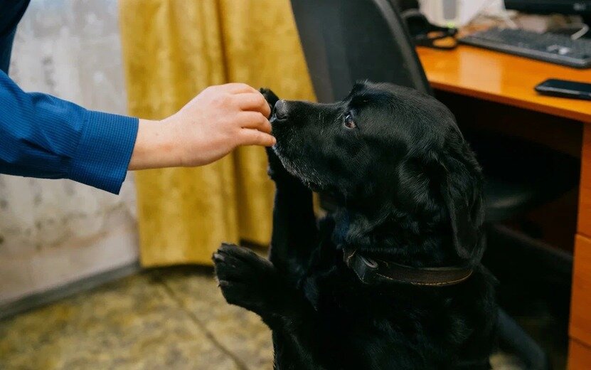  Сухой корм оптимален для животных с проблемами пищеварения. Фото: Мария Бакланова