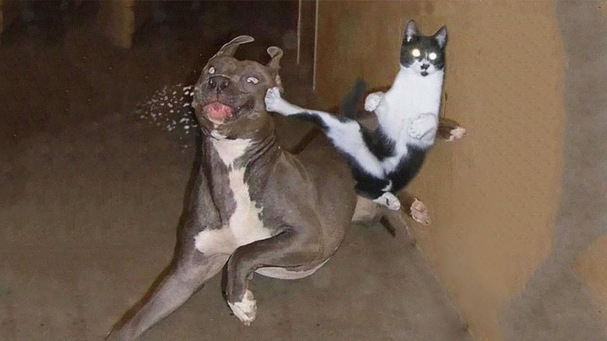 Источник интернет. Открытый доступ.