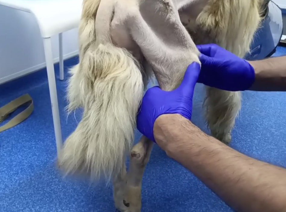 Динго наш мальчишка, замучался уже...