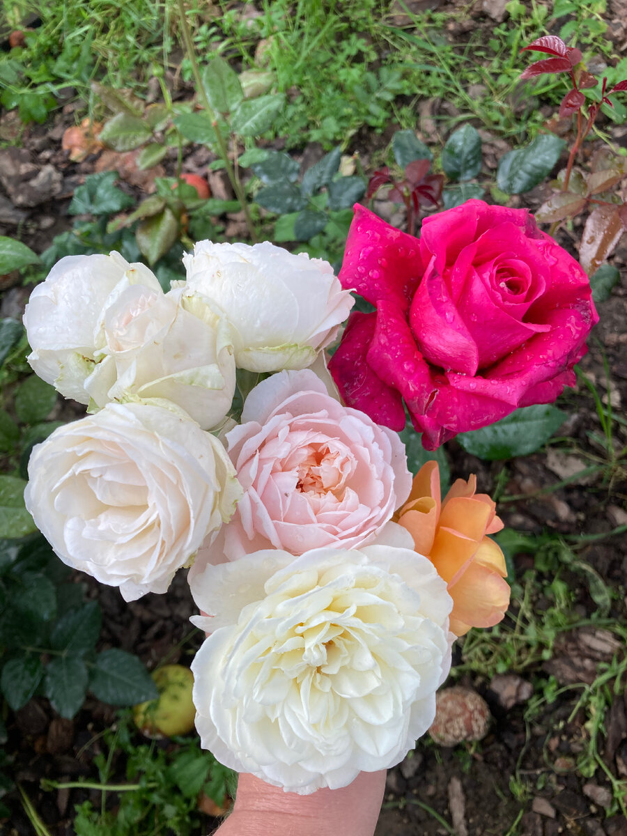 Сорванные розы + несравненная розовая Капабилити