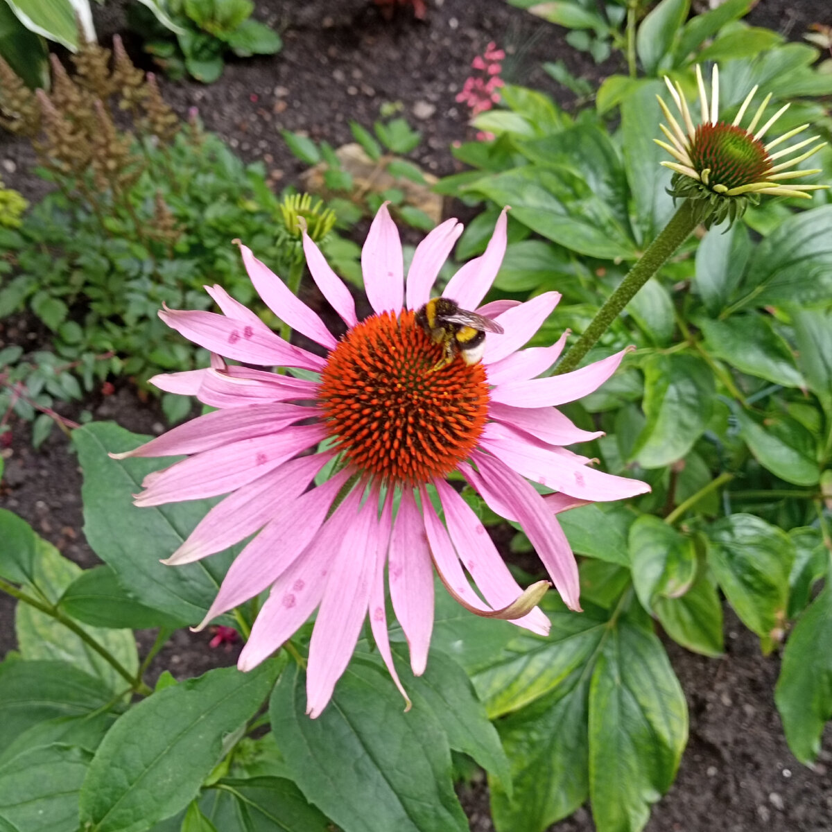 Цветы в городе в августе