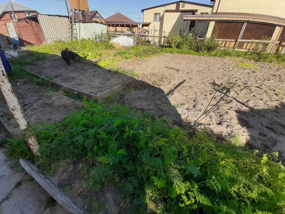 Тайсон помогает!