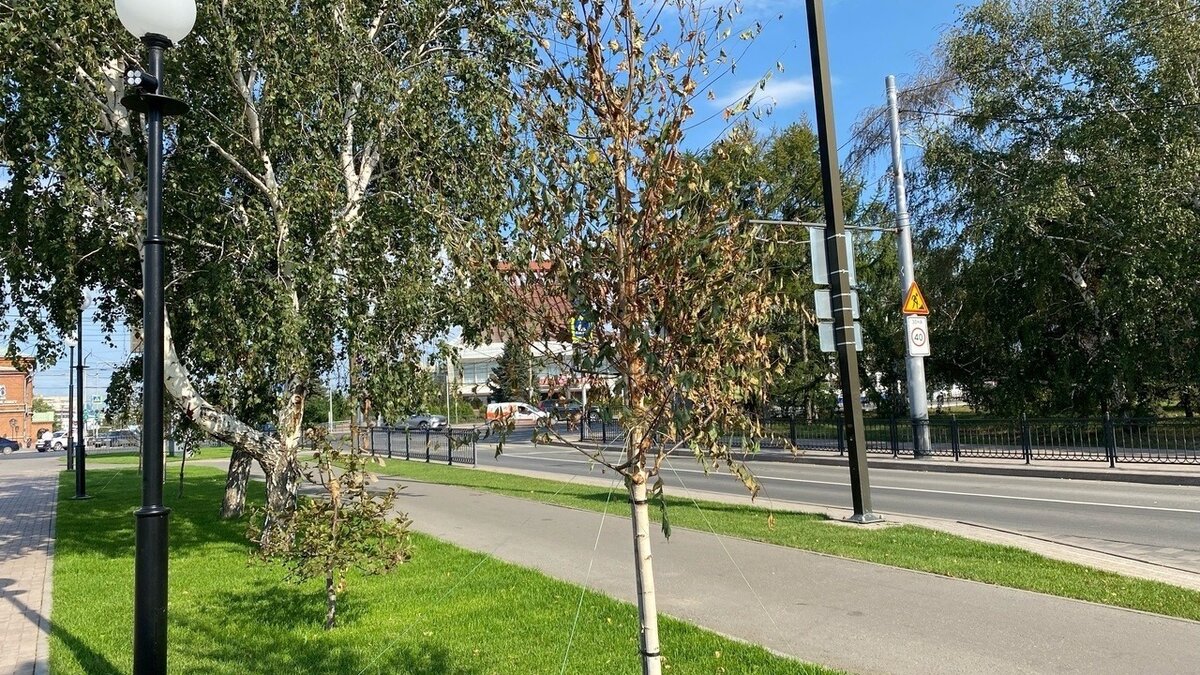     Жители города уверены, что деревья увядают не из-за наступления осени, а от нехватки воды.