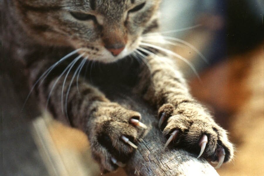 Источник: http://citysmart.me/uploads/842410.jpg