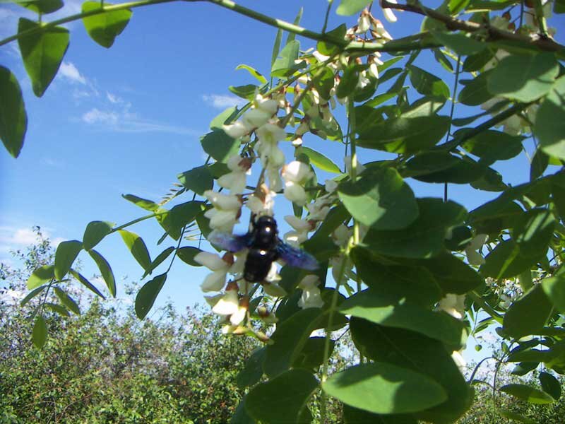 Это фото я публиковал в предыдущей статье. К сожалению, оно единственное. "Других ксилокоп у меня нет" :).