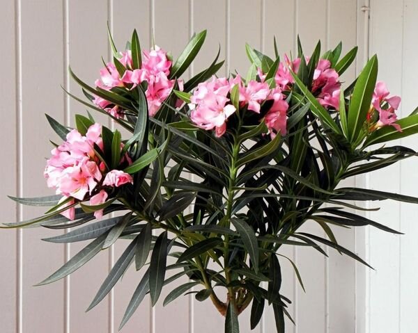 Олеандр обыкновенный Фото взято с сайта  Про цветы — Комнатные, однолетние, многолетние