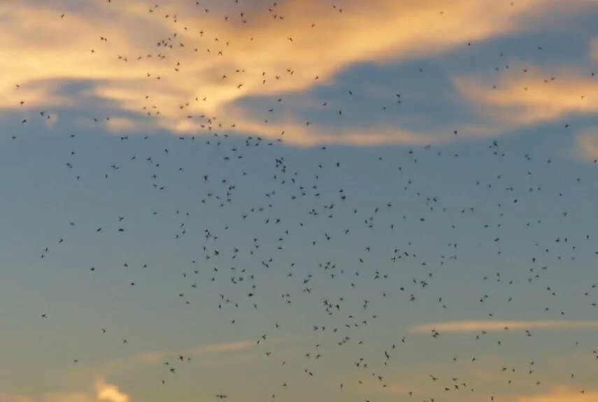 Фото: pixabay.com