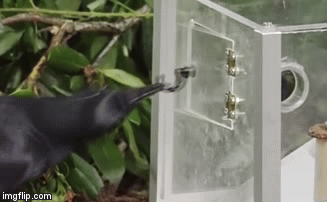 Ворон тоже быстро сообразил. Только он побоялся засовывать голову в куб и воспользовался палочкой.