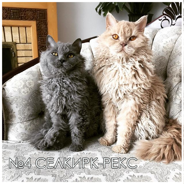 Селкирк-рекс